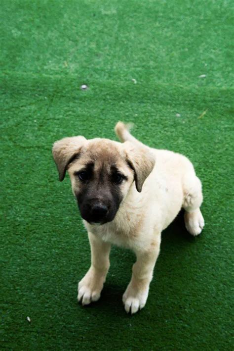 How to Find Kangal Puppies for Sale - Dogable