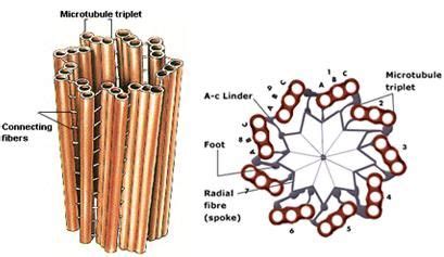 Knowledge Class: Centrioles in 2024 | Cell biology, Cell model, Animal cell organelles