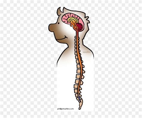 Free Nervous System Cliparts, Download Free Nervous System - Clip Art ...