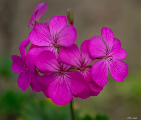 Tropical Flowers | Cuenca, Ecuador | maticsteve | Flickr