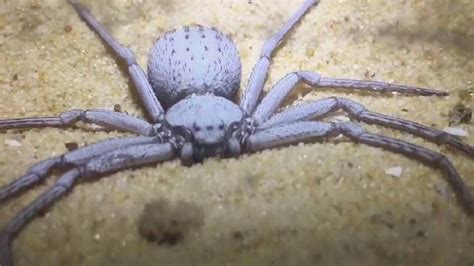 SIX EYED SAND SPIDER (ZesoogzandSpin) | Spider, Nature beauty, Arachnids