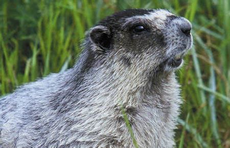 Hoary Marmot Species Profile, Alaska Department of Fish and Game