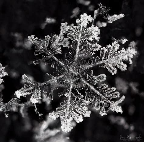 Stunningly Detailed Macro Photographs of Snowflakes