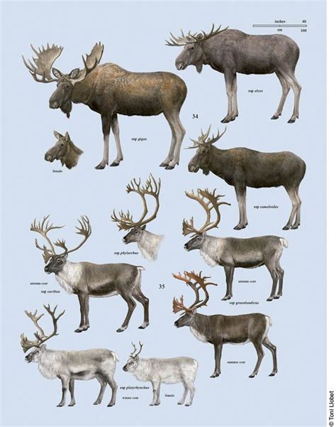 Nature illustrated » EN Handbook of the Mammals of the World | Mammals ...