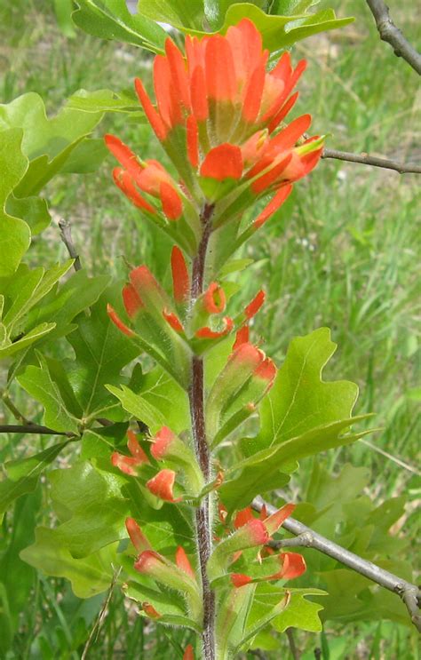 Indian Paintbrush - Watersheds Canada – Work, Live & Play in Healthy ...