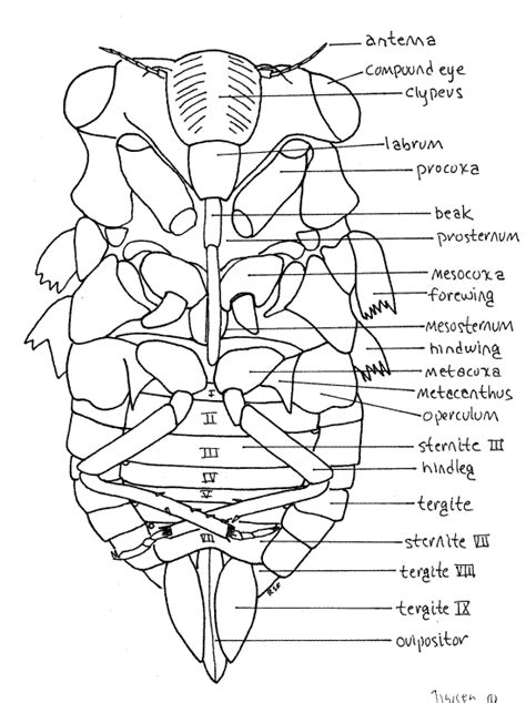 Cicada Diagram