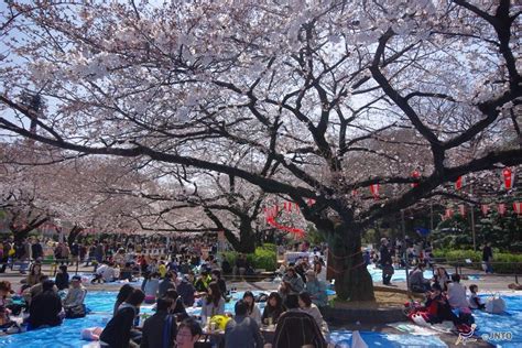 Ueno Cherry Blossom Festival | Japan Deluxe Tours