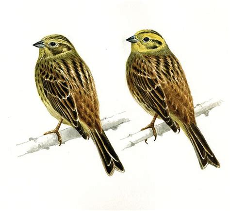 Yellowhammer | Greek Nature Encyclopedia