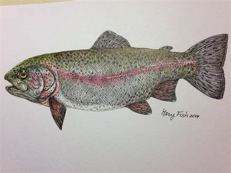 Rainbow Trout Drawing by Mary Fish