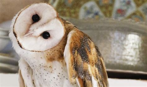 This is why white barn owls exist | The Arkansas Democrat-Gazette - Arkansas' Best News Source