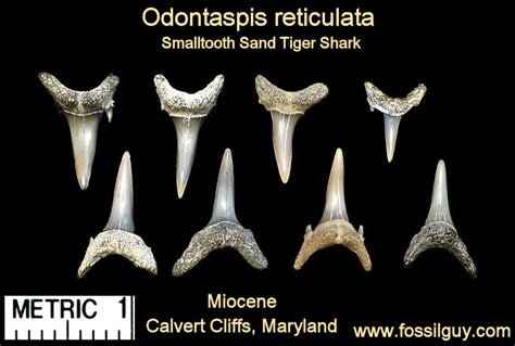 Fossil Shark Tooth Identification for Calvert Cliffs of Maryland: Fossilguy.com