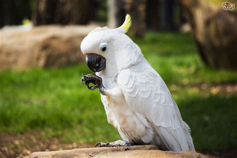 Free White Cockatoo Backgrounds, The White Cockatoo, 1280x853, #12225