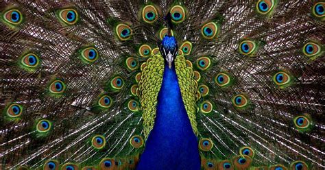 The Peacock: A Beautiful and Majestic Bird