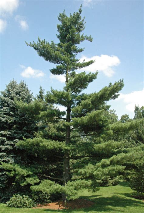 Types Of Pine Trees Plant