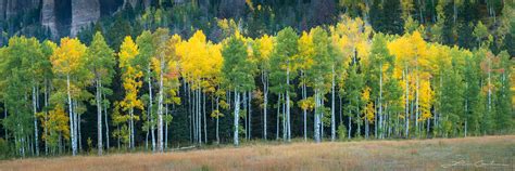 Aspen Trees Nature Photography | Gintchin Fine Art