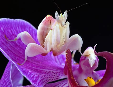 The Orchid Mantis Might Not be so Orchid After All — In Defense of Plants