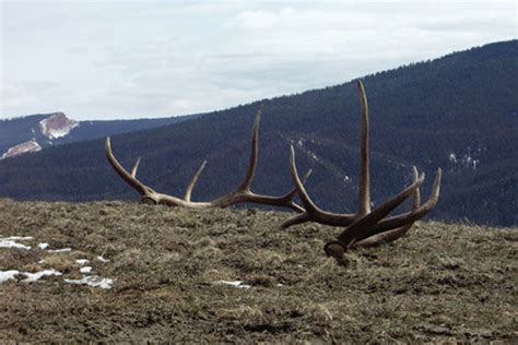 Insanely awesome elk shed antler photos | goHUNT