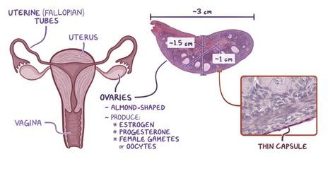 Uterus Histology Diagram