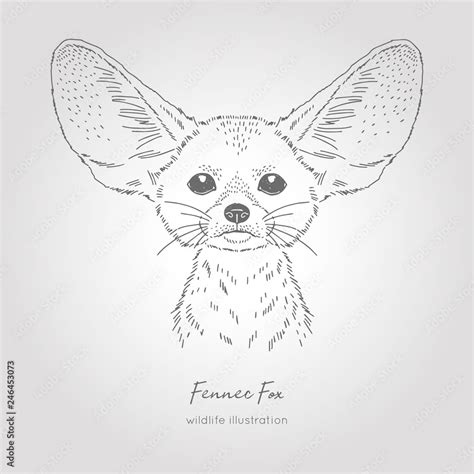 Realistic hand drawn vector sketch of fennec fox head symmetrical front view. Stock Vector ...