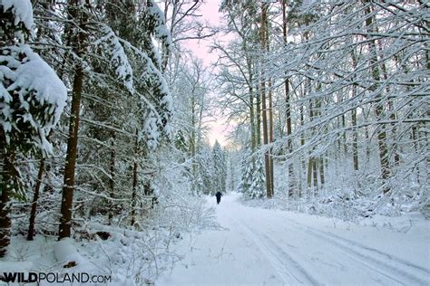 Winter Bison Safari, Białowieża Forest, Jan 2018 – Wild Poland