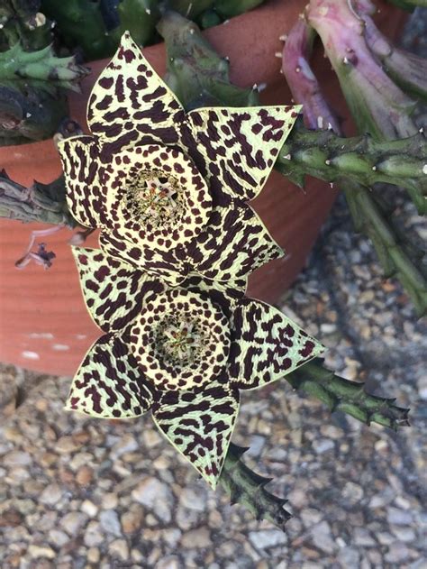 Stapelia flowering in garden. | Orchids, Succulents, Tropical garden