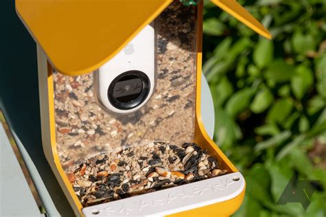 Bird Buddy smart bird feeder review: Amateur ornithology at its cutest