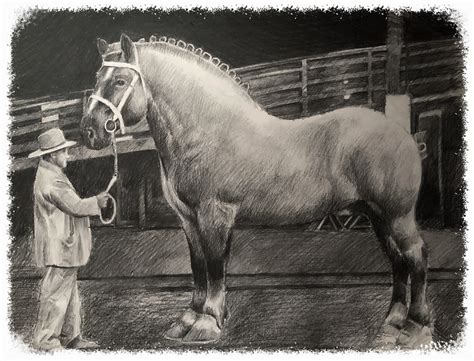 The World’s Biggest Horse, Brooklyn Supreme. #horse #hors… | Flickr