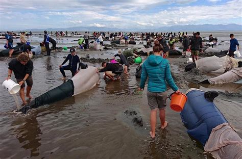 Massive Pilot Whale Strandings in New Zealand | Plants And Animals