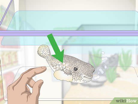 3 Ways to Purchase and Care for a Puffer Fish - wikiHow