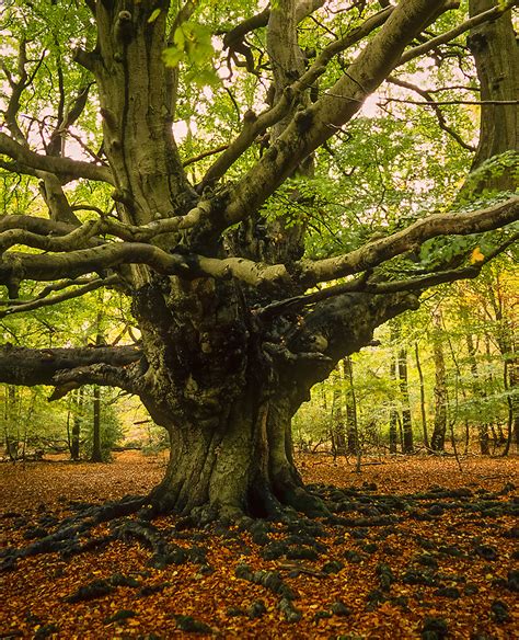 Harry Potter Tree - (Goblet of Fire film) Ashridge Forest,… | Flickr