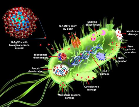 Frontiers | Strong Antimicrobial Activity of Silver Nanoparticles ...