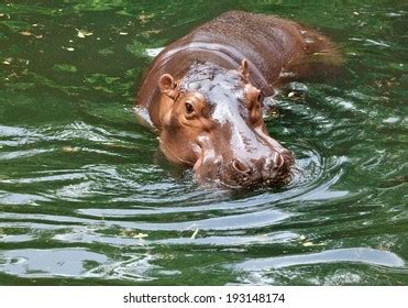 35,834 Hippo zoo Images, Stock Photos & Vectors | Shutterstock