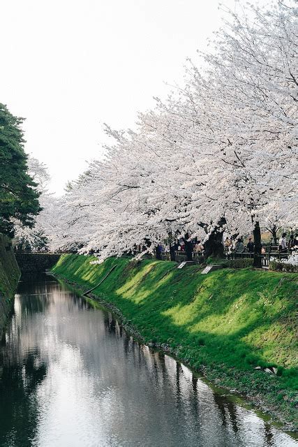 floralls • Cherry Blossoms at Kanazawa Castle, Japan by...