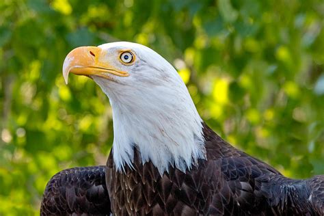 Female Bald Eagle Portrait Photograph by Dawn Key - Pixels