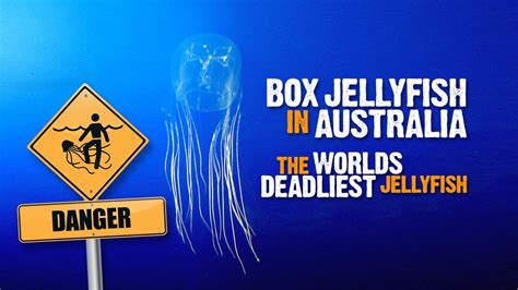 Box Jellyfish in Australia - 9 facts about the worlds deadliest ...