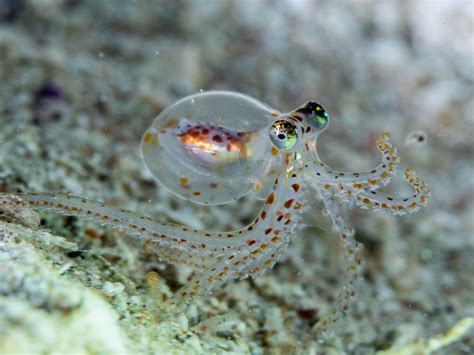 How octopuses evolved such complex brains | Popular Science