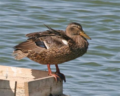 Mexican duck - Alchetron, The Free Social Encyclopedia