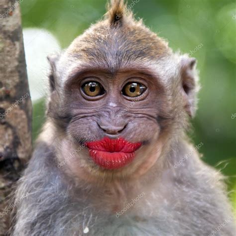 Funny monkey with a red lips Stock Photo by ©watman 70252811