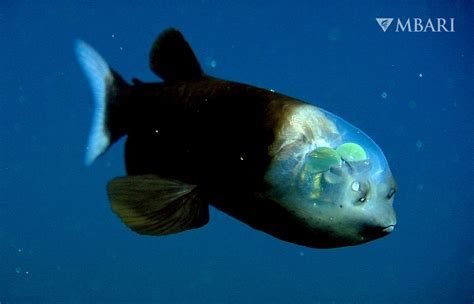 Meet the very weird Pacific barreleye fish, which is famed for its see ...