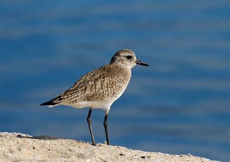 Black-bellied Plover - Greg in San Diego