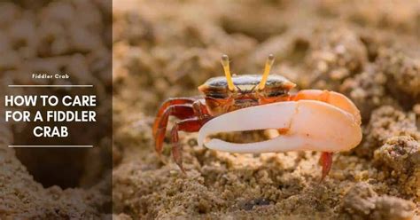 Fiddler Crab: Care, Food, Tank Mates, Habitat, and Tank Setup