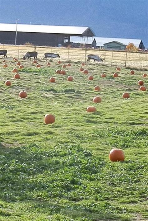 Pumpkin Patch Near Me - 50 Best Pumpkin Farms in America