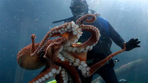 Watch: Rarely-seen giant Pacific octopus spotted swimming in Oregon ...