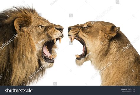 4,854 Roaring Lion Female Images, Stock Photos & Vectors | Shutterstock