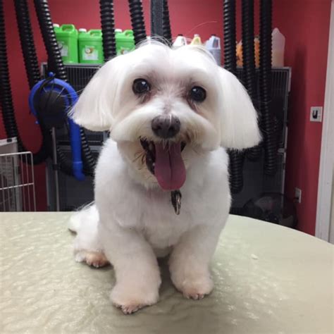 Bubbles post-grooming smile! :) | ADEW Pets Centre