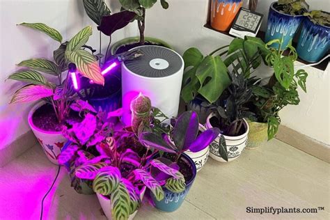 How Much Light Do Calathea Plants Need? (Calathea Plant Light Requirements) » Simplify Plants