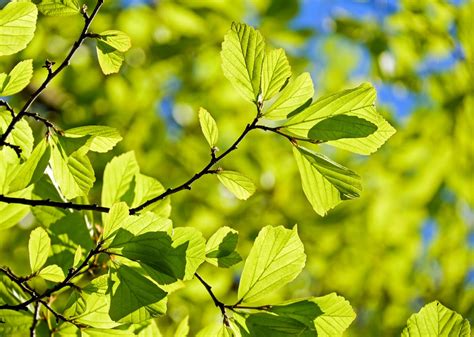 Persian Oak Wood Parrotia Persica Leaves Tree – Clean Public Domain