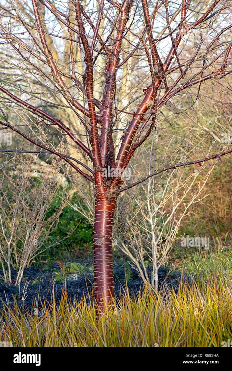 Close-up image of Prunus serrula also called birch bark cherry, birchbark cherry, paperbark ...