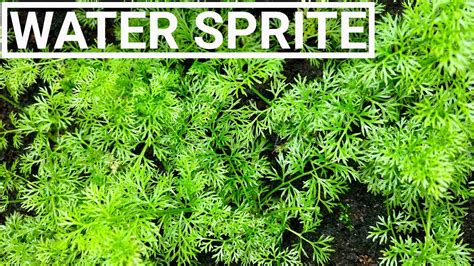 Water Sprite Aquarium Plant - Propagation! - YouTube