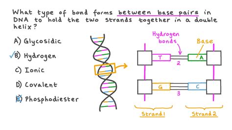 Dna Structure Labeled Hydrogen Bonds